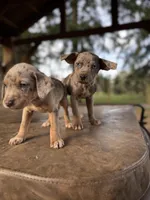 Dandelion, a female Catahoula Leopard Dog for sale in Tigard, OR – Photo 7 of 9