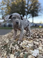 Dandelion, a female Catahoula Leopard Dog for sale in Tigard, OR – Photo 5 of 9