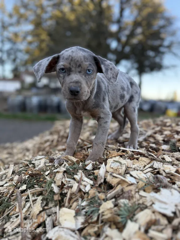 Dandelion – Catahoula Leopard Dog puppy for sale in Tigard, OR