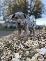 Dandelion, a female Catahoula Leopard Dog for sale in Tigard, OR – Photo 1 of 9