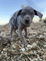 Dandelion, a female Catahoula Leopard Dog for sale in Tigard, OR – Photo 6 of 9