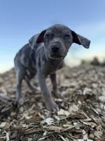 Dandelion, a female Catahoula Leopard Dog for sale in Tigard, OR – Photo 4 of 9