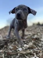 Dandelion, a female Catahoula Leopard Dog for sale in Tigard, OR – Photo 2 of 9
