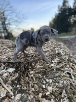 Dandelion, a female Catahoula Leopard Dog for sale in Tigard, OR – Photo 9 of 9