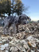 Dandelion, a female Catahoula Leopard Dog for sale in Tigard, OR – Photo 8 of 9