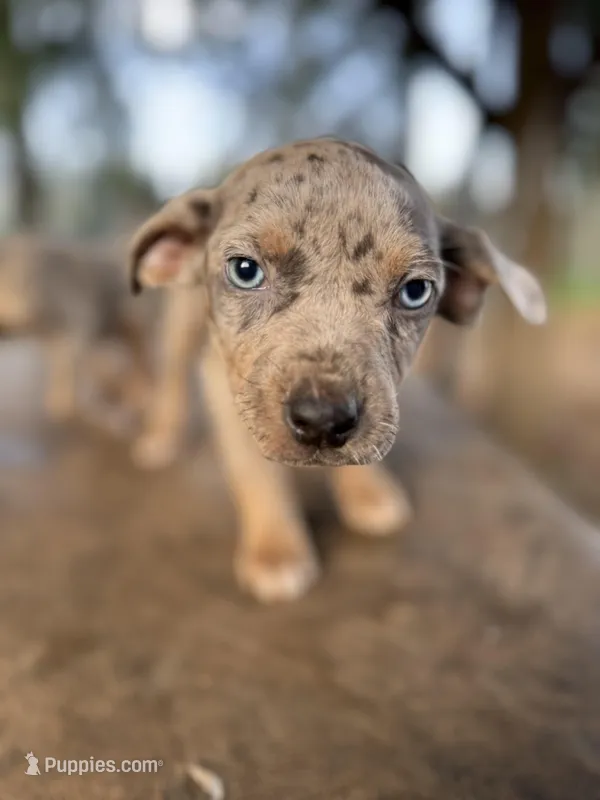 Dandelion – Catahoula Leopard Dog puppy for sale in Tigard, OR