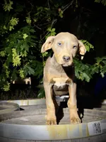 Zephyr, a male Catahoula Leopard Dog for sale in Tigard, OR – 4 of 10