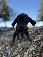 Sage, a male Catahoula Leopard Dog for sale in Tigard, OR – Photo 4 of 8