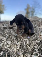Sage, a male Catahoula Leopard Dog for sale in Tigard, OR – Photo 8 of 8