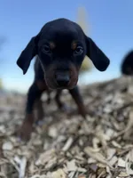 Sage, a male Catahoula Leopard Dog for sale in Tigard, OR – Photo 7 of 8