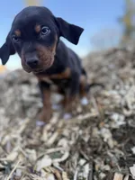 Sage, a male Catahoula Leopard Dog for sale in Tigard, OR – Photo 6 of 8