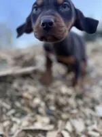 Sage, a male Catahoula Leopard Dog for sale in Tigard, OR – Photo 3 of 8