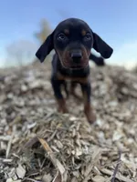 Sage, a male Catahoula Leopard Dog for sale in Tigard, OR – Photo 2 of 8