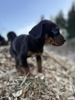 Sage, a male Catahoula Leopard Dog for sale in Tigard, OR – Photo 5 of 8