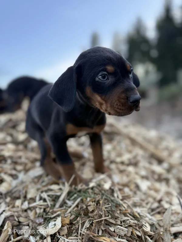 Sage – Catahoula Leopard Dog puppy for sale in Tigard, OR