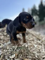 Sage, a male Catahoula Leopard Dog for sale in Tigard, OR – Photo 1 of 8