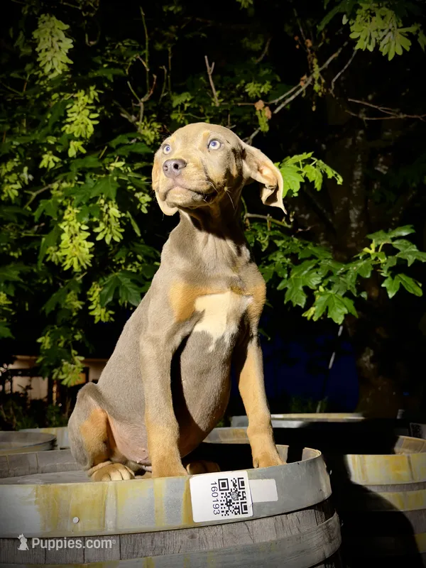 Zephyr – Catahoula Leopard Dog puppy for sale in Tigard, OR