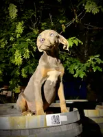 Zephyr, a male Catahoula Leopard Dog for sale in Tigard, OR – 1 of 10