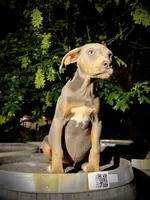 Zephyr, a male Catahoula Leopard Dog for sale in Tigard, OR – 8 of 10
