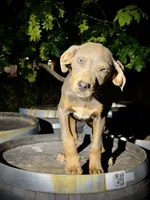 Zephyr, a male Catahoula Leopard Dog for sale in Tigard, OR – 2 of 10