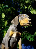 Sage, a male Catahoula Leopard Dog for sale in Tigard, OR – 3 of 5