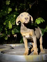 Zephyr, a male Catahoula Leopard Dog for sale in Tigard, OR – 3 of 10