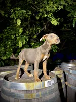 Zephyr, a male Catahoula Leopard Dog for sale in Tigard, OR – 9 of 10