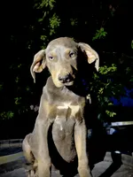 Halo, a male Catahoula Leopard Dog for sale in Tigard, OR – 5 of 8