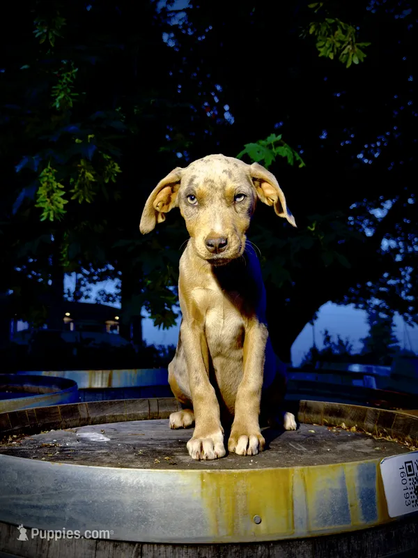 Buttercup – Catahoula Leopard Dog puppy for sale in Tigard, OR