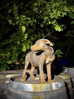 Zephyr, a male Catahoula Leopard Dog for sale in Tigard, OR – 10 of 10