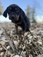 Nightshade, a female Catahoula Leopard Dog for sale in Tigard, OR – Photo 2 of 6