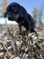Nightshade, a female Catahoula Leopard Dog for sale in Tigard, OR – Photo 6 of 6
