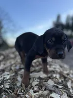 Nightshade, a female Catahoula Leopard Dog for sale in Tigard, OR – Photo 3 of 6