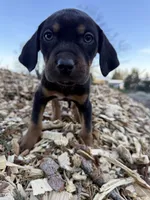 Nightshade, a female Catahoula Leopard Dog for sale in Tigard, OR – Photo 5 of 6