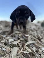 Nightshade, a female Catahoula Leopard Dog for sale in Tigard, OR – Photo 4 of 6