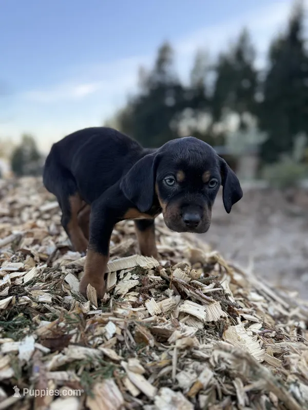 Nightshade – Catahoula Leopard Dog puppy for sale in Tigard, OR