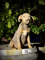 Zephyr, a male Catahoula Leopard Dog for sale in Tigard, OR – 5 of 10