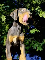 Sage, a male Catahoula Leopard Dog for sale in Tigard, OR – 4 of 5