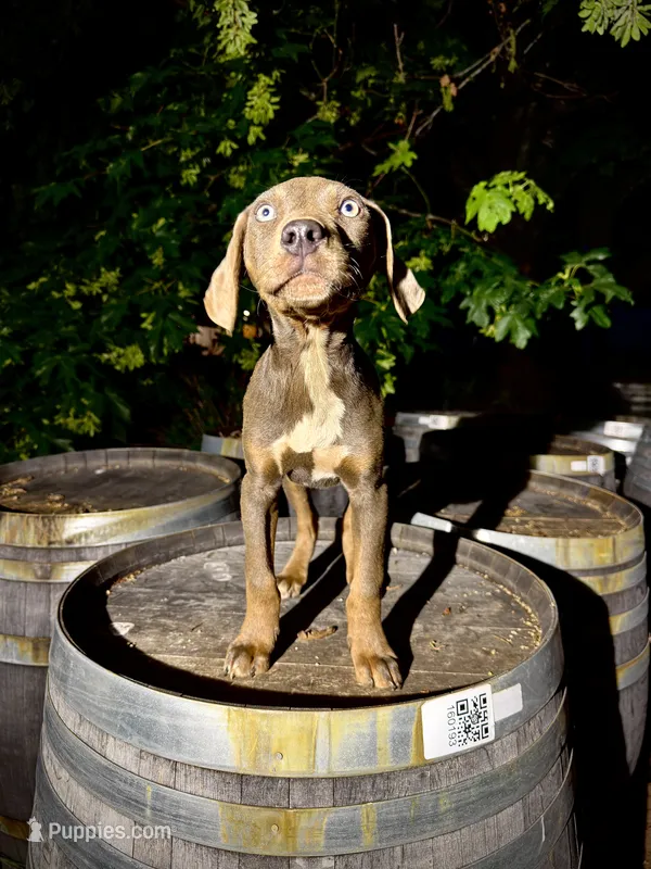 Storm – Catahoula Leopard Dog puppy for sale in Tigard, OR