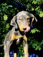 Sage, a male Catahoula Leopard Dog for sale in Tigard, OR – 5 of 5