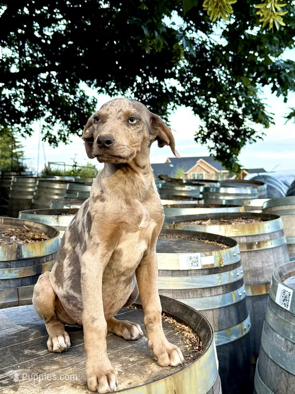 Dandelion – Catahoula Leopard Dog puppy for sale in Tigard, OR