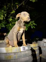 Zephyr, a male Catahoula Leopard Dog for sale in Tigard, OR – 6 of 10