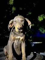 Halo, a male Catahoula Leopard Dog for sale in Tigard, OR – 3 of 8