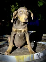 Halo, a male Catahoula Leopard Dog for sale in Tigard, OR – 6 of 8