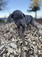 Zephyr, a male Catahoula Leopard Dog for sale in Tigard, OR – Photo 5 of 8