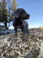 Zephyr, a male Catahoula Leopard Dog for sale in Tigard, OR – Photo 6 of 8