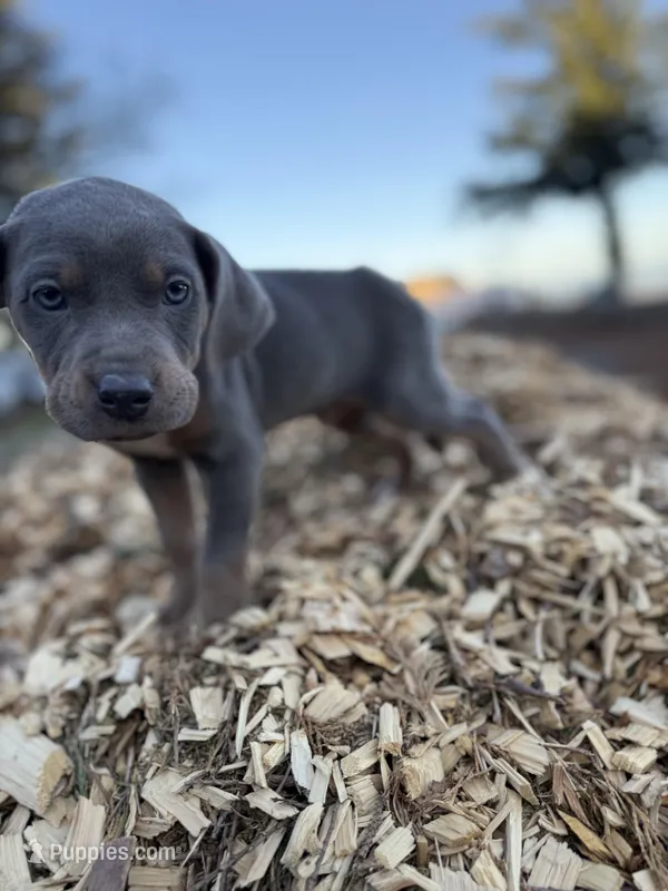 Zephyr – Catahoula Leopard Dog puppy for sale in Tigard, OR