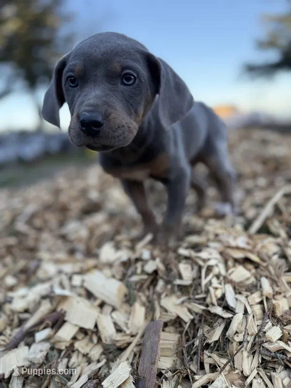 Zephyr – Catahoula Leopard Dog puppy for sale in Tigard, OR