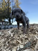 Zephyr, a male Catahoula Leopard Dog for sale in Tigard, OR – Photo 8 of 8