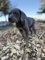 Zephyr, a male Catahoula Leopard Dog for sale in Tigard, OR – Photo 3 of 8